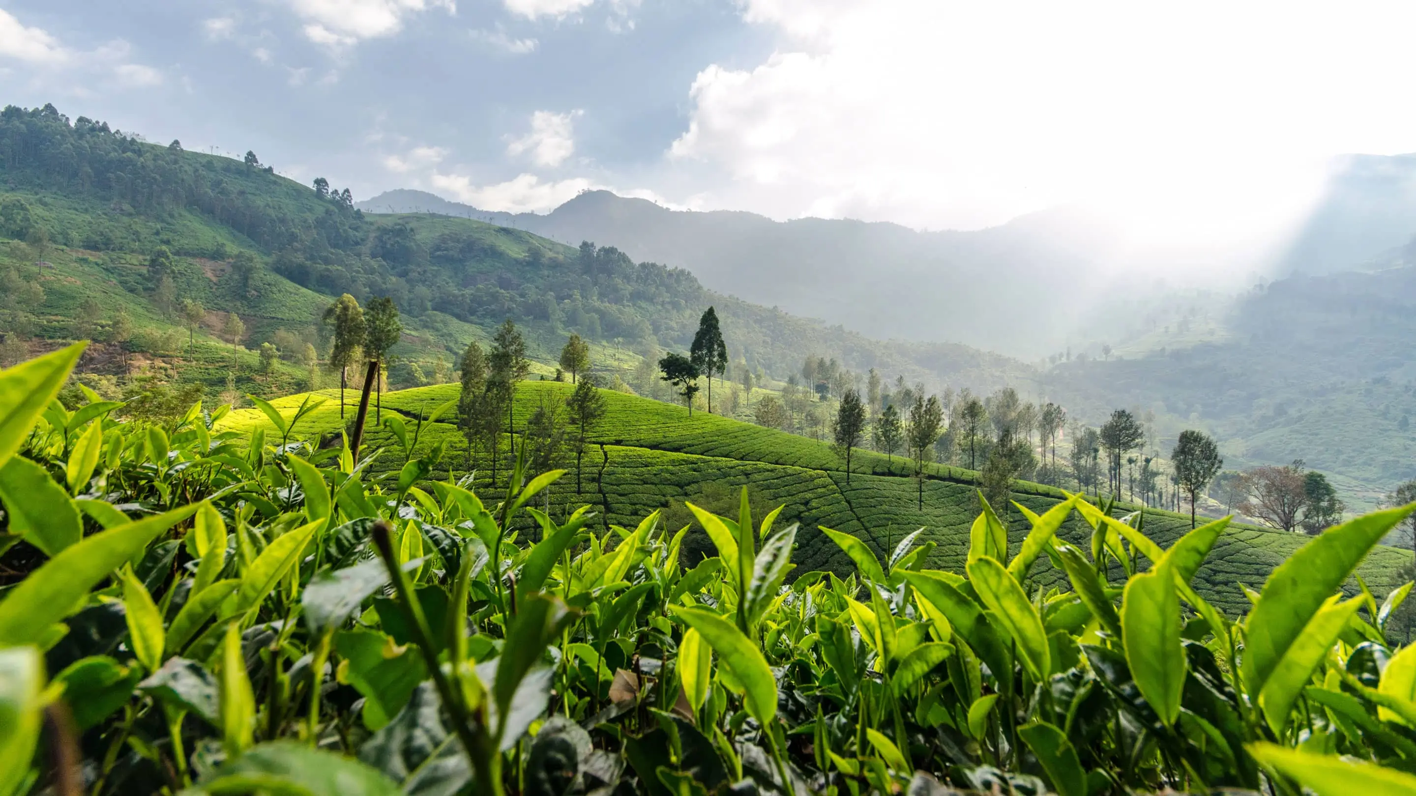 Carbon Credit Darjeeling India
