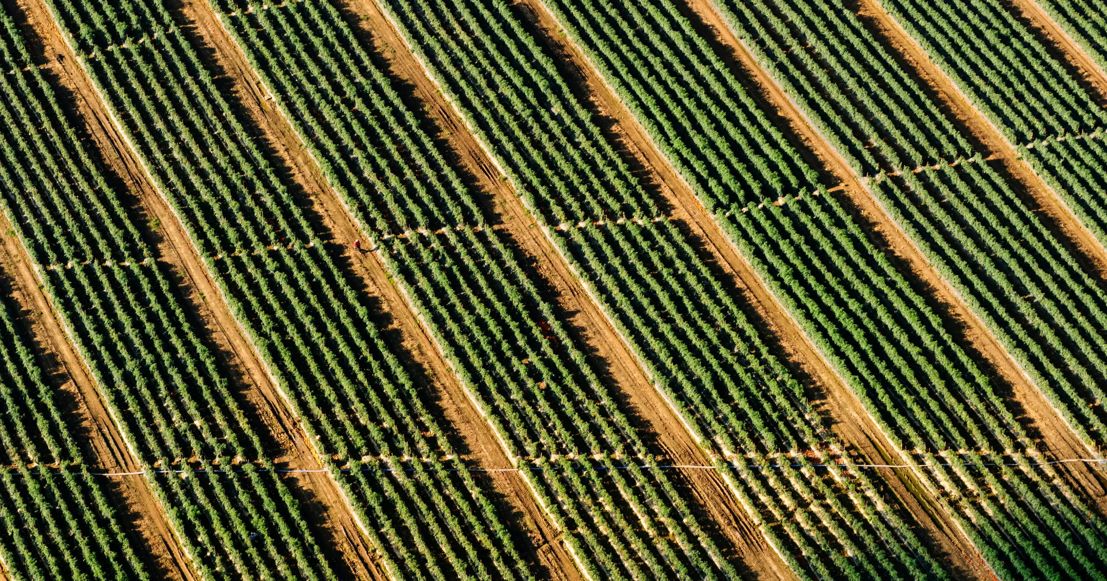 A deforested area with wildlife, illustrating increased human-animal interactions and the risk of zoonotic diseases