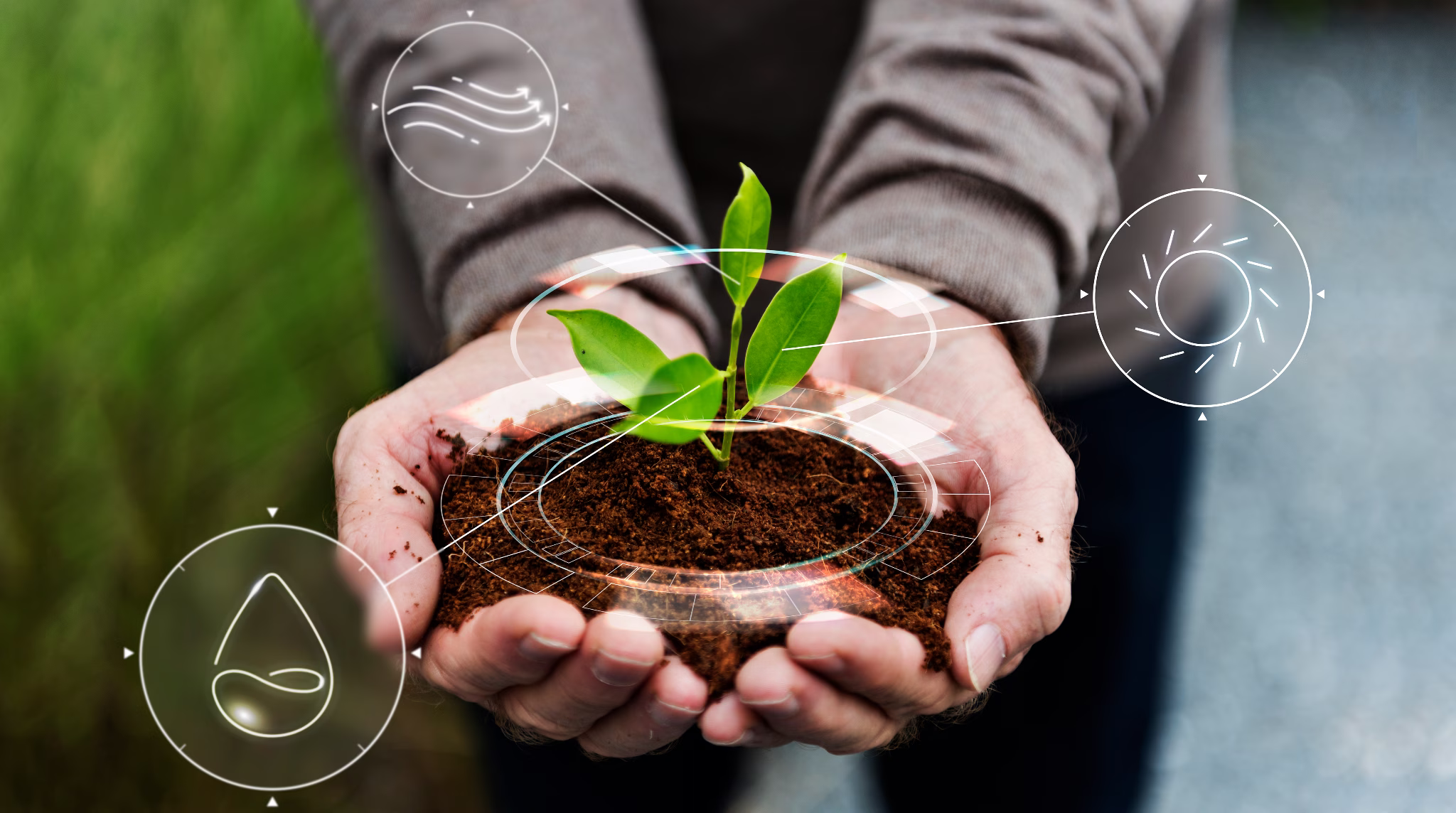 Hands holding a young plant seedling representing environmental sustainability